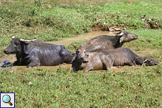 Wasserbüffel (Indian Water Buffalo, Bubalus bubalis bubalis) Wasserbüffel (Indian Water Buffalo, Bubalus bubalis bubalis)