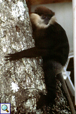 Weißbartlangur (Purple-faced Langur, Trachypithecus vetulus oder Semnopithecus vetulus)