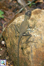 Wiegmanns Agame (Sri Lanka Kangaroo Lizard, Otocryptis wiegmanni)