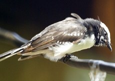 Weißstirn-Fächerschwanz (White-browed Fantail, Rhipidura aureola compressirostris)