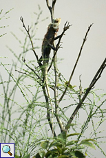 Blutsaugeragame (Bloodsucker Lizard, Calotes versicolor)