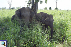 Asiatische Elefanten (Elephas maximus) im Udawalawe-Nationalpark
