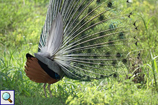 Pfauenmännchen (Pavo cristatus) bei der Balz