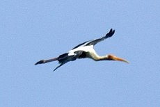 Buntstorch (Painted Stork, Mycteria leucocephala)