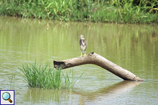 Paddyreiher (Indian Pond Heron, Ardeola grayii)