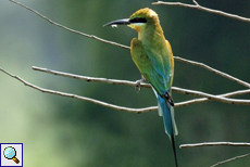 Blauschwanzspint (Blue-tailed Bee-Eater, Merops philippinus)