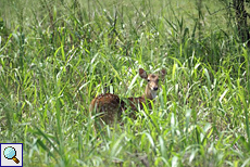 Axishirsch (Spotted Deer, Axis axis)