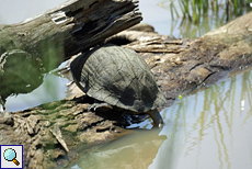 Schwarzbauch-Erdschildkröte (Indian Black Turtle, Melanochelys trijuga thermalis)