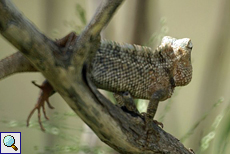 Weibliche Blutsaugeragame (Calotes versicolor) im Udawalawe-Nationalpark