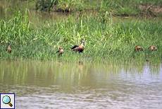 Javapfeifgänse (Lesser Whistling Duck, Dendrocygna javanica)