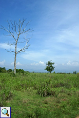 Abgestorbener Baum ohne Rinde im Udawalawe-Nationalpark