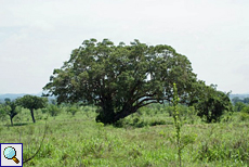 Baum mit breiter Krone im Udawalawe-Nationalpark