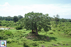 Mancherorts spenden große Bäume Schatten im Udawalawe-Nationalpark