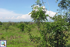 Buschlandschaft im Udawalawe-Nationalpark