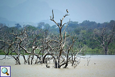 Überflutete abgestorbene Bäume im Udawalawe-Stausee