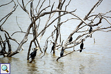 Kormorane (Phalacrocorax carbo sinensis) in einem abgestorbenen Baum