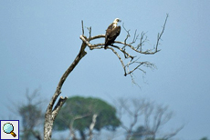 Weißbauch-Seeadler (Haliaeetus leucogaster) am Udawalawe-Stausee