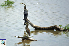 Orient-Schlangenhalsvogel (Anhinga melanogaster) und Paddyreiher (Ardeola grayii) am Udawalawe-Stausee