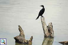 Kleinscharbe (Phalacrocorax niger) am Udawalawe-Stausee