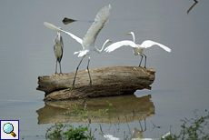 Zwei Mittelreiher (Egretta intermedia intermedia) und ein Graureiher (Ardea cinerea) am Udawalawe-Stausee