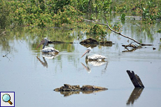 Graupelikane (Pelecanus philippensis) auf dem Udawalawe-Stausee