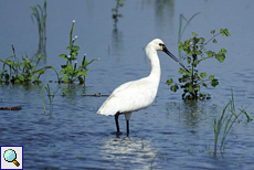 Löffler (Platalea leucorodia leucorodia) am Udawalawe-Stausee