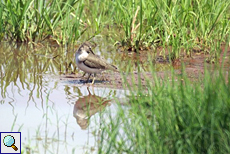 Flussuferläufer (Actitis hypoleucos) am Udawalawe-Stausee