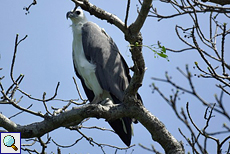 Weißbauch-Seeadler (Haliaeetus leucogaster) am Udawalawe-Stausee