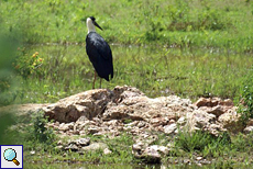 Wollhalsstorch (Ciconia episcopus episcopus) am Udawalawe-Stausee