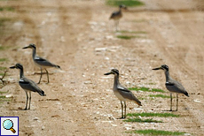 Krabbentriele (Esacus recurvirostris) am Udawalawe-Stausee