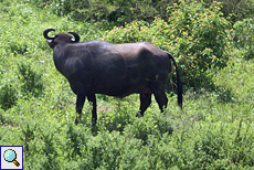 Wasserbüffel (Bubalus bubalis) im Udawalawe-Nationalpark