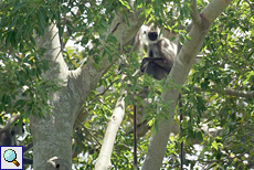 Hulmane (Semnopithecus priam thersites) im Udawalawe-Nationalpark