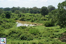 Badende Wasserbüffel (Bubalus bubalis) im Udawalawe-Nationalpark