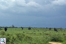 Graslandschaft im Udawalawe-Nationalpark