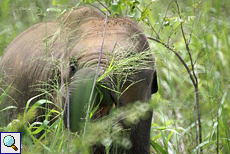 Junger Asiatischer Elefant (Elephas maximus) beim Fressen im Udawalawe-Nationalpark
