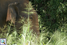 Asiatischer Elefant (Elephas maximus) im Udawalawe-Nationalpark