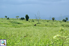 Elefantenbulle durchstreift das Grasland im Udawalawe-Nationalpark