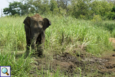 Junger Asiatischer Elefant im Udawalawe-Nationalpark