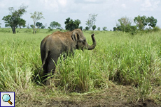 Junger Asiatischer Elefant beim Trompeten im Udawalawe-Nationalpark