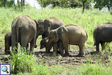 Elefantenherde am Wasserloch im Udawalawe-Nationalpark