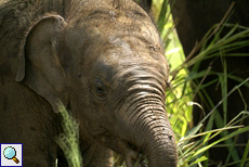 Junger Asiatischer Elefant frisst Gras im Udawalawe-Nationalpark