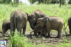Elefantenherde trinkt gemeinsam am Wasserloch im Udawalawe-Nationalpark