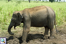 Junger Asiatischer Elefant im Udawalawe-Nationalpark