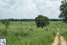 Landschaft und Sandpiste im Udawalawe-Nationalpark