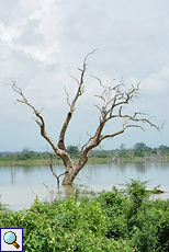 Abgestorbener Baum im Udawalawe-Nationalpark