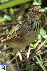 Bengalenlerche (Rufous-winged Bush-Lark, Mirafra assamica)