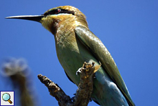 Blauschwanzspint (Blue-tailed Bee-Eater, Merops philippinus philippinus)