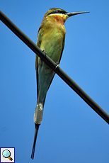 Blauschwanzspint (Blue-tailed Bee-Eater, Merops philippinus philippinus)