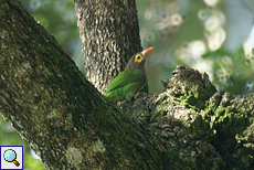 Braunkopf-Bartvogel (Brown-headed Barbet, Megalaima zeylanica)