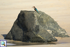 Braunliest (White-throated Kingfisher, Halcyon smyrnensis fusca)